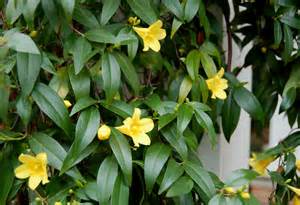 Carolina Jessamine in the Landscape